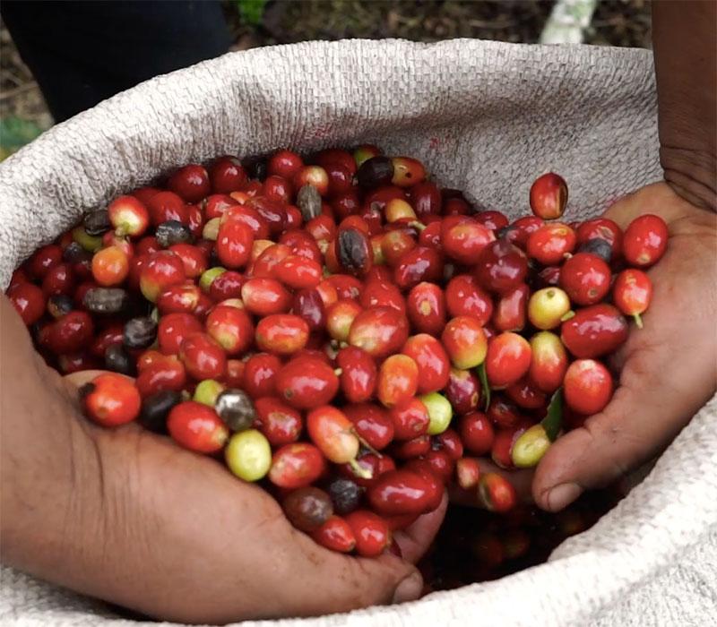 Harvested Coffeeberry coffeefruit berries 