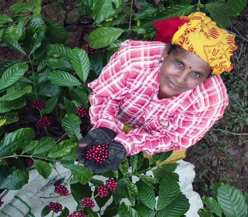 Woman harvesting coffee fruit