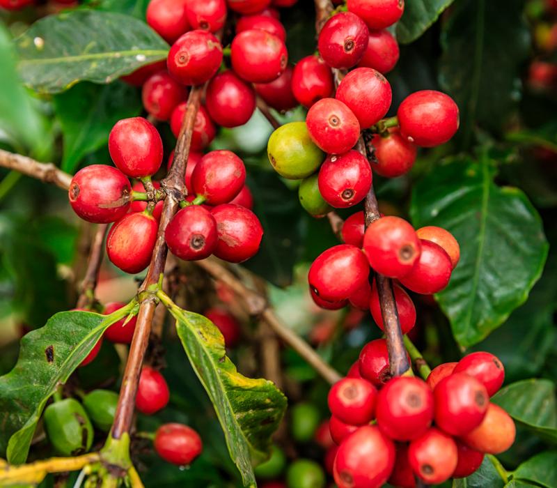 Ripe, red coffee fruit on a branch