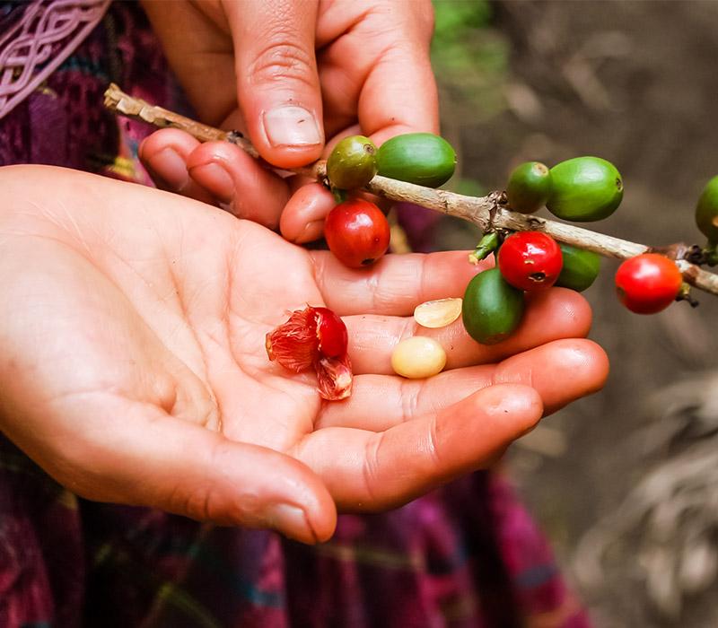 Coffeeberry Cascara Reduces Waste